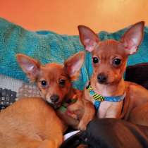 Dogs, в г.Бостон