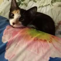 Трехцветная девочка--на счастье и удачу, в Москве