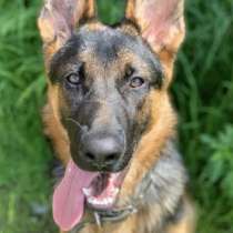 Хендлер кинолог, в Хабаровске