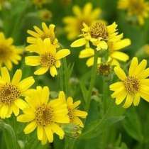 Семена и корни Арники сахалинской с доставкой по России, в Томске