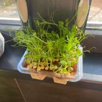 Микро зелень, в Славянске-на-Кубани