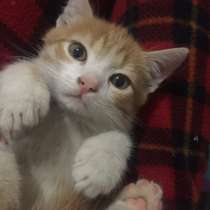 Котёнок Аврелий, в Волгодонске