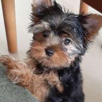 Йоркширский терьер, в г.Нагария