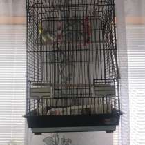 Клетка с попугаем, в Коврове