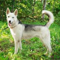 Великолепный Пират, метис хаски и овчарки в добрые руки, в Москве