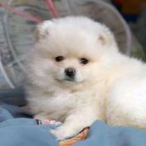 Pomeranian spitz. Cream boy and girl, в г.Moyland