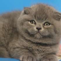 Британский котик и кошечка, в Москве