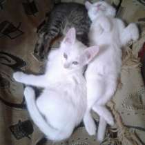 Отдам котят, в г.Талгар