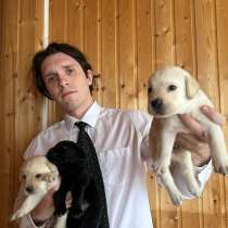 Щенки лабрадора-ретривера, в Москве