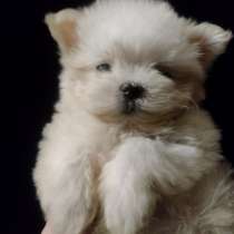 Мальтипу F - 1. Мини, в г.Берлин