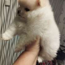 Шпиц. 1 мальчик 3 девочки, в г.Sarvar