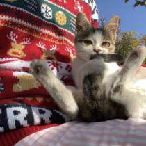 Котёнок в добрые руки | kitten լավ ձեռքերում, в г.Ереван