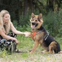 Потрясающий молодой пёс ищет дом, в Санкт-Петербурге