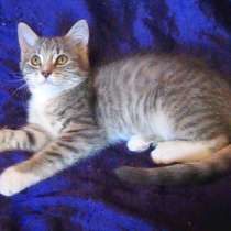 !!! Европейская короткошерстная. Окрас табби, в г.Усть-Каменогорск