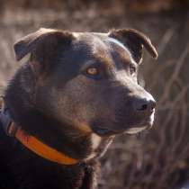 Великолепный Амур ищет дом!!, в Москве