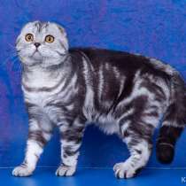 Кот Чемпион - ВЯЗКА, в Казани