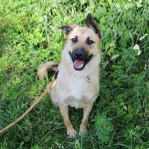 Маленькая рыжая Скай, в Санкт-Петербурге