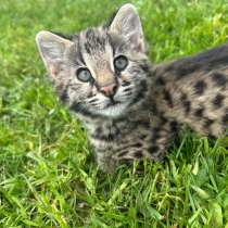 Амурские саванны ф1, в Санкт-Петербурге