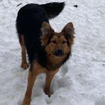 Щенки девочки в добрые руки, в Александрове