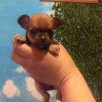 Продаются щенята чихуахуа, в Кирове