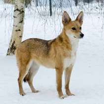 Миниатюрная, изящная комнатная собачка Лисена ищет дом, в Москве