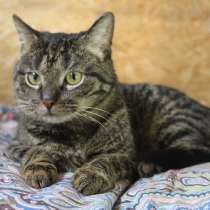 Маленькая аккуратная ласковая кошечка, в Санкт-Петербурге