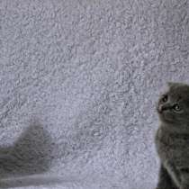 Шотландские котята, в г.Барановичи