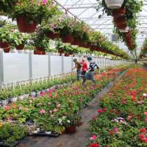 Cultivarea florilor și arbuștilor decorativi, в г.Кишинёв