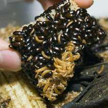 Жук знахарь, в г.Харьков