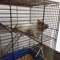 Продаю пару чилийских белок, в Чебоксарах