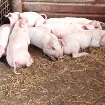 Продажа поросят, в г.Луганск