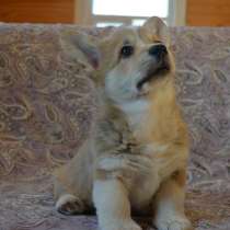 Щенок вельш корги пембок мальчик, в Москве