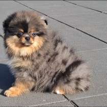 Померанский шпиц. Мальчик в окрасе голубой мерле, в г.Гамбург