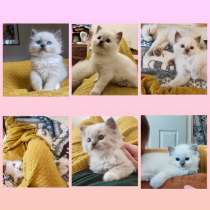 Ragdoll, в Санкт-Петербурге