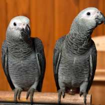 Жако - ручные птенцы из питомника, в Москве