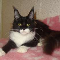 Мейн кун кошечка Легенда, в Москве