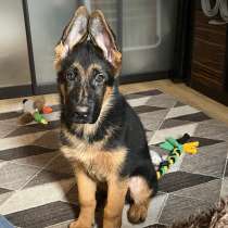 Щенок немецкой овчарки, в Вологде
