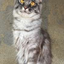 Кошка Мейн кун, в Лобне