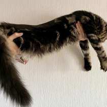 Мейн-кун девочка питомник, в Челябинске