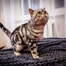 Шотландские прямоухие и вислоухие котята, в г.Варшава