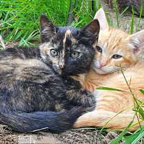 Забытые дачные игрушки. Ласковые котята ищут дом, в Москве