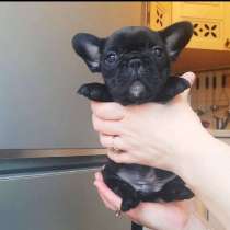 Щенки французской бульдожки, в Волгограде