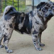 Мопс. Merle, в г.Берлин
