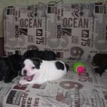 щенков  французского бульдога!, в Красноярске