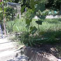 Продажа з/у 6.3 сот в Сочи. Хост-й р-н, Хоста. ул. Шоссейная, в Сочи