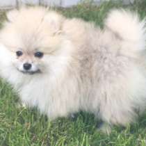 Померанский шпиц, в г.Газиантеп