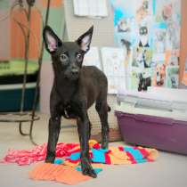 Мини-овчарочки, 4 месяца, в Санкт-Петербурге