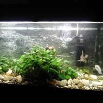 Продается Аквариум (200 л) с рыбами, живыми растениями, в Москве