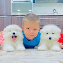 Шикарные щенули самоедики, в Пскове