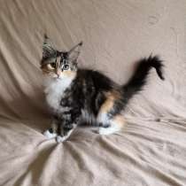 Maine Coons, в г.Shingle Springs